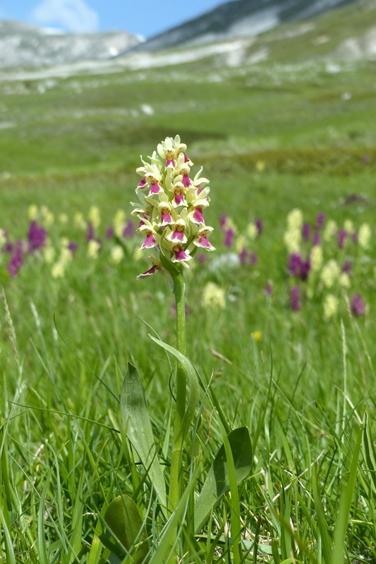 Dactylorhiza sambucina f. chusae  Parco Nazionale del Gran Sasso  giugno 2023.